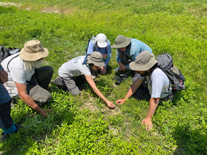 Flore du Haut Goul (15) Thiézac Thiézac