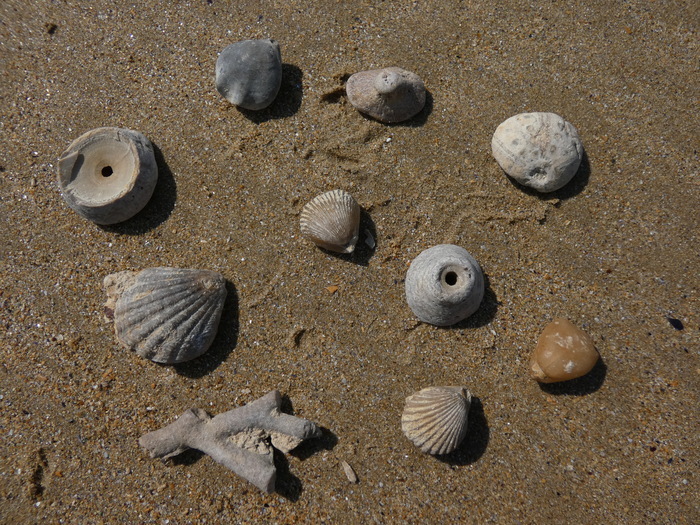 Fossiles, coquillages et l’évolution des espèces, Croisement entre l’avenue de Blagny et le boulevard maritime, Lion-sur-Mer