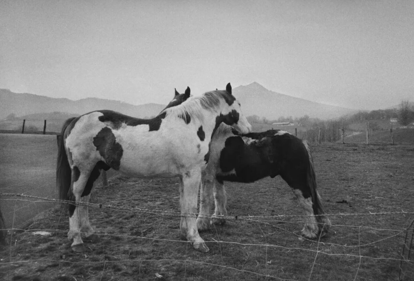 Wild Rose Gabrielle Duplantier