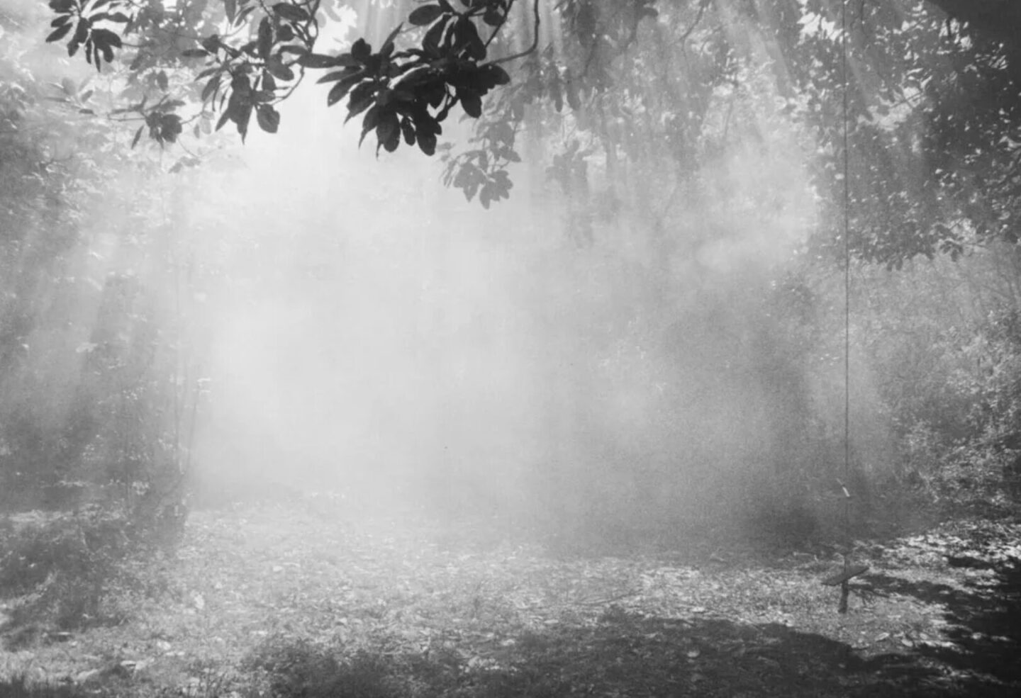 Wild Rose Gabrielle Duplantier