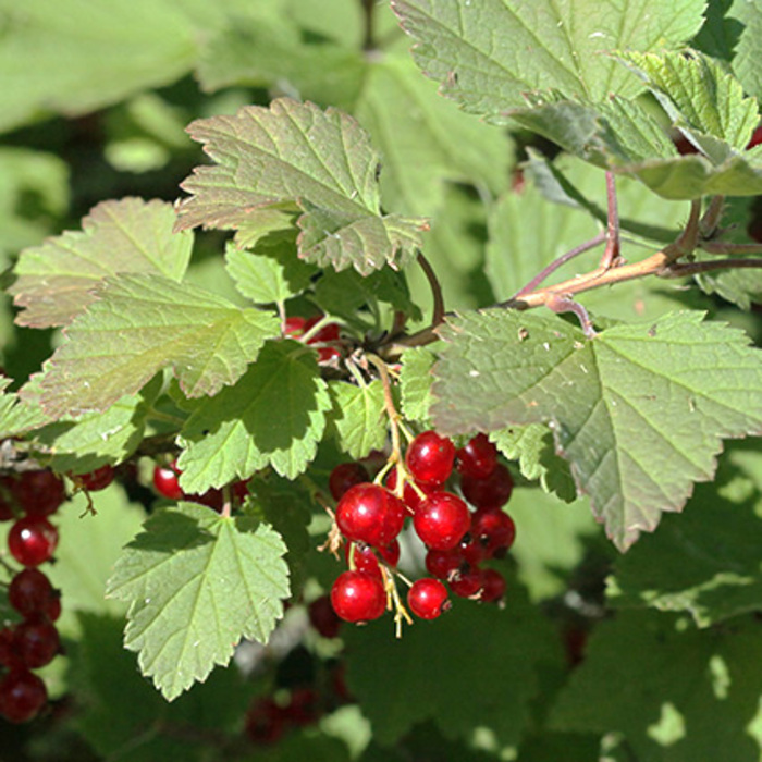 Groseillers et cassissiers : une collection botanique gourmande à découvrir ! (Chavaniac-Lafayette, 43), Jardins du Conservatoire botanique national du Massif central, Chavaniac-Lafayette