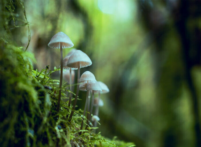 Haïku inspiré de l’univers des Studio Ghibli, Médiathèque Côte Pavée, Toulouse