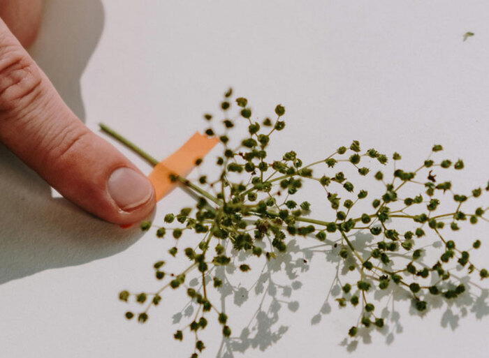 Herbes folles, Médiathèque Pradettes, Toulouse