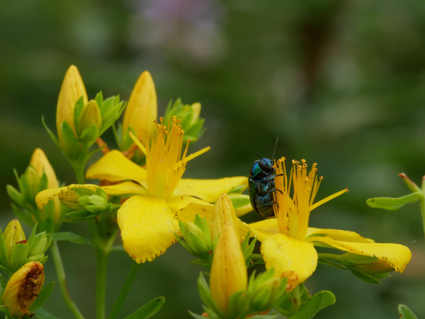 Herborisation estivale Jardin des plantes compagnes Montgesoye