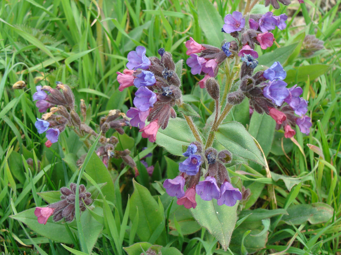 Herborisation printanière Jardin des Plantes compagnes Montgesoye