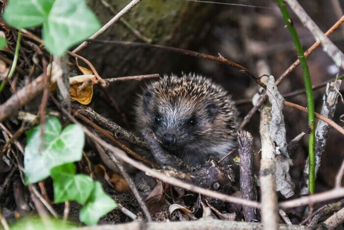 Hérissons, mulots, musaraignes et compagnie, Parking de la Maison de la Rivière et du Paysage, Athis-Val-de-Rouvre