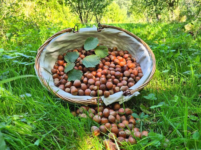 Huilerie Errota – La Noisette Basque, Huilerie Errota, Saint-Pée-sur-Nivelle
