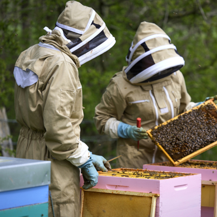 Immersion au coeur de la ruche, La Source, Roncq