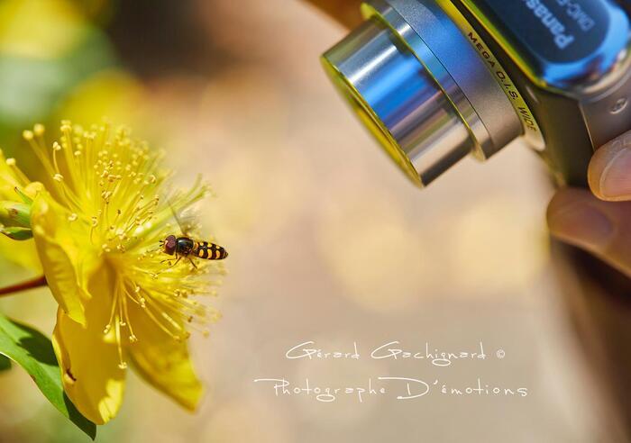 Infiniment petit, le jardin comme vous ne l’avez jamais vu !, Jardin botanique alpin dit La Jaysinia, Samoëns