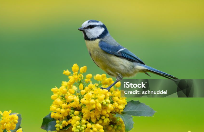 Initiation aux chants d'oiseaux avenue Lamartine Argentat-sur-Dordogne 2026-05-10