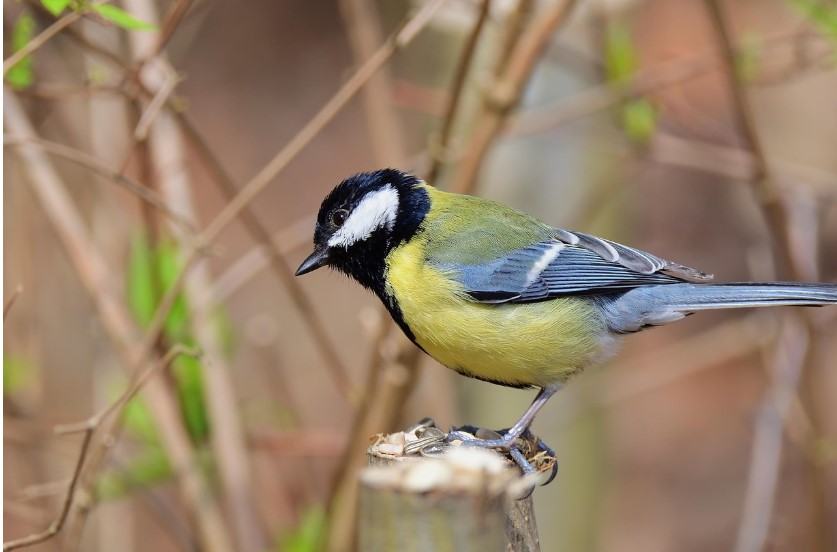 Initiation aux chants d&rsquo;oiseaux, Marais d&rsquo;Orx Réserve naturelle du Marais d&rsquo;Orx Labenne
