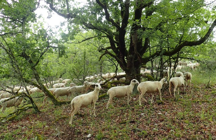 Innov’Action : déléguer l’élevage des agnelles dans un troupeau collectif, Mont Saint Cyr, Saint-Chels (46), Saint-Chels