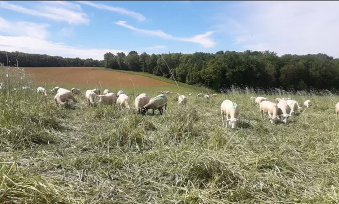 InnovAction : Les nouvelles formes d’interaction entre céréaliers et éleveurs grâce au pâturage., Saint-Jean-Poutge (31), Saint-Jean-Poutge