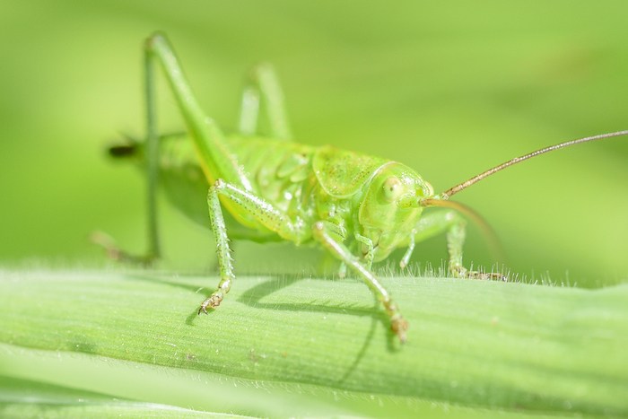 Insectes de tout poil, Parking du site du Vaudobin, Guëprei, Bailleul
