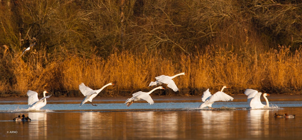 Instants Nature A tire d'aile à la réserve de Malzoné Etang de Malzoné Millançay 2027-02-25