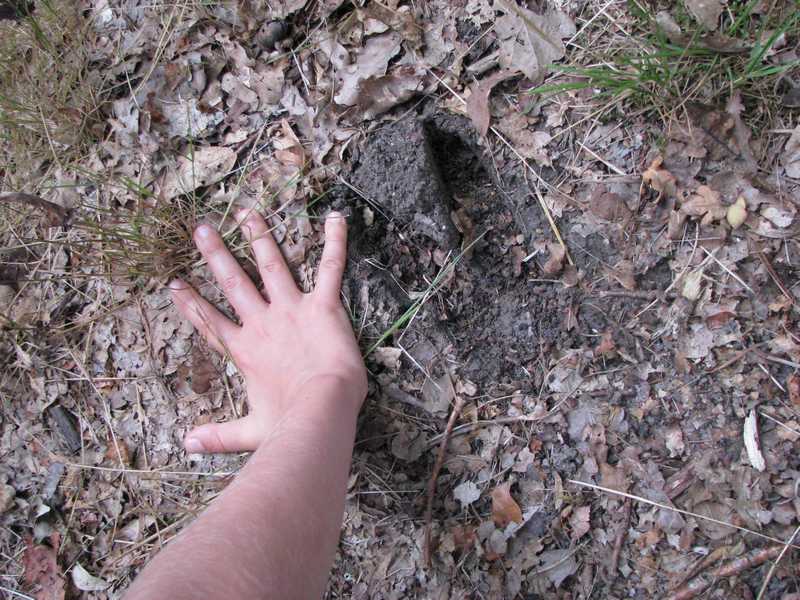 Instants Nature Sentier Traces et indices à la Maison de la Chasse et de la Nature Lieu-dit Le Marché de Coutant Montrieux-en-Sologne 2026-04-21