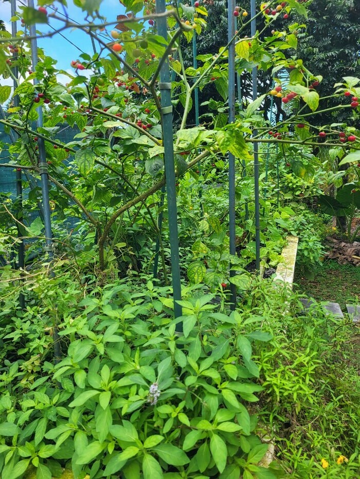 Jardin créole 2.0 POC IDDOM Capesterre-Belle-Eau