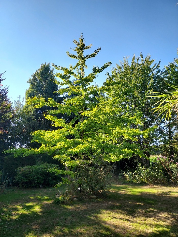 jardin d&rsquo;artiste, jardin de Maisonneuve 2121, route des Clos la Flèche, La Flèche