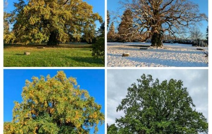 Jardin de Lessines Rendez-vous aux jardins  Couzeix