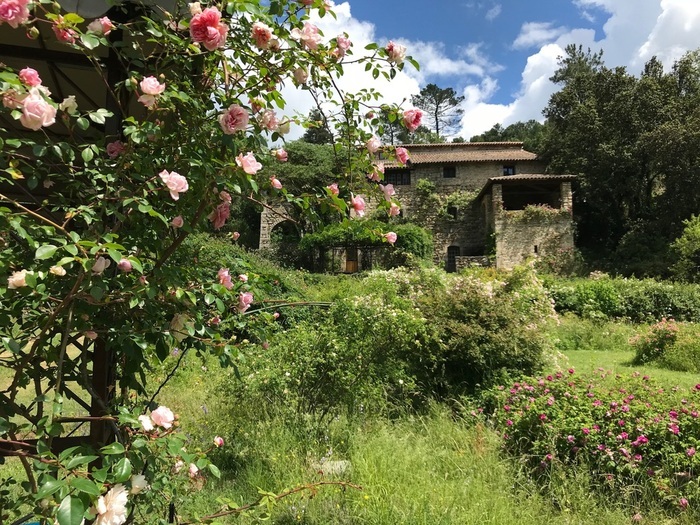 Jardin de roses au fond du vallon sauvage Roseraie de Berty Tauriers