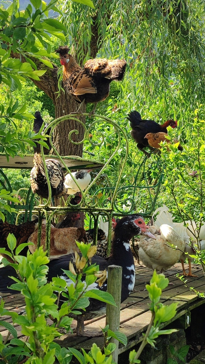 Jardin nourricier en Savoie: fleurs