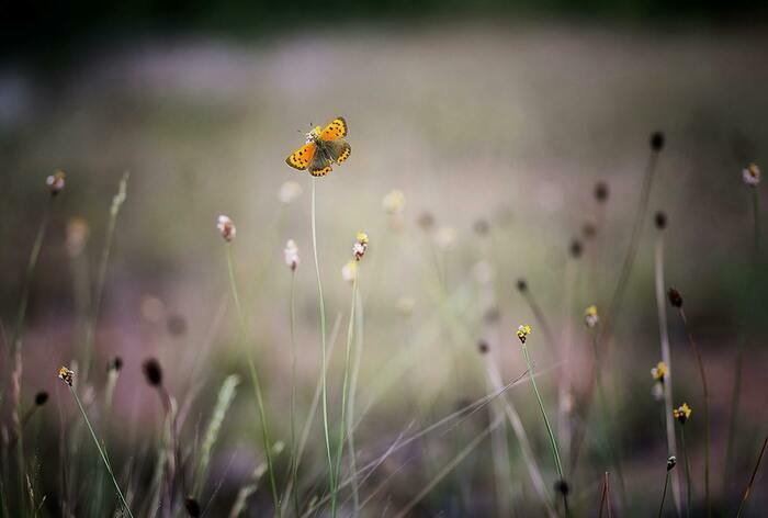 Jardiner au naturel, Villa Clément V, Pessac