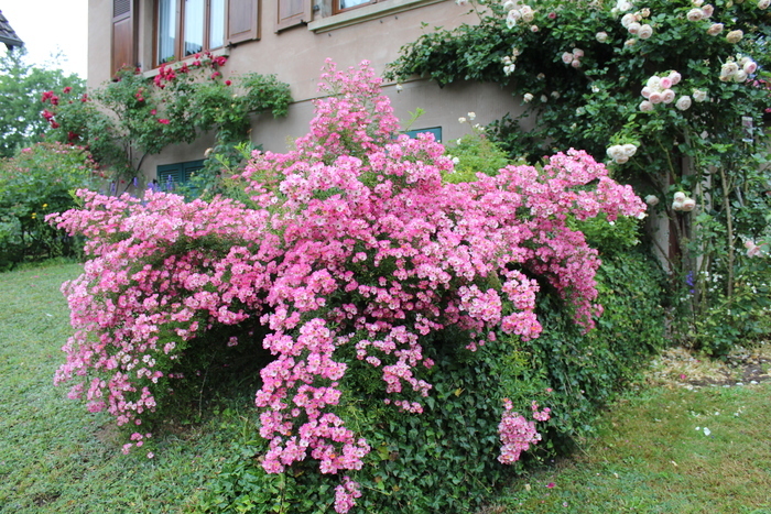 Jardins de roses, d’abeilles et de groseilles : Le Jardin d’Agnès, Le Jardin d’Agnès, Mertzwiller