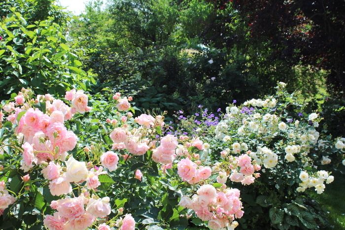 Jardins de roses, d’abeilles et de groseilles : Les Jardins de Michèle, Les Jardins de Michèle, Bitschhoffen