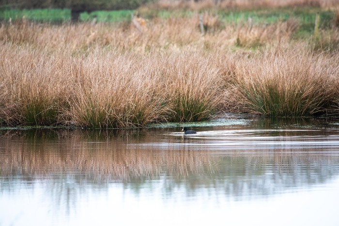 Jeu de piste autour de l'étang Devant l'espace culturel du Houlme