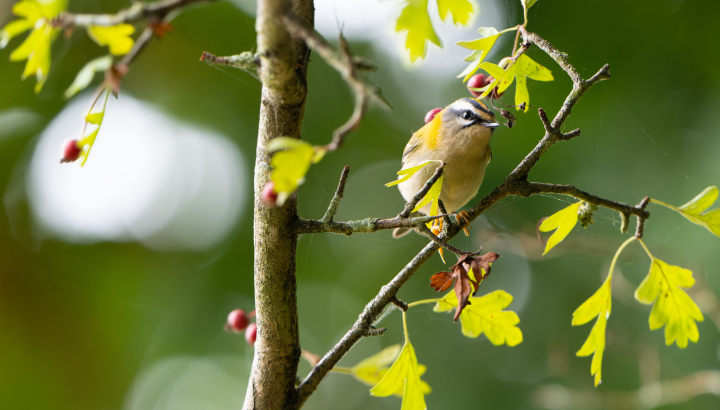 Journée conviviale avec la LPO  Saint Géry-Vers
