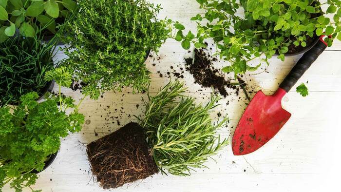 Journée de la Plante, Salle Bauquier, Les Mages