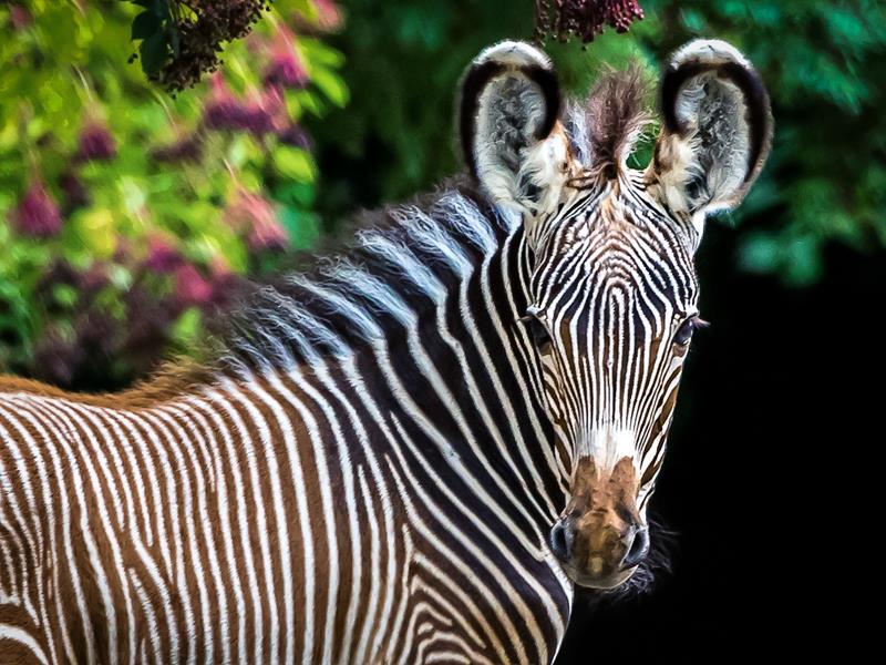 Journée découverte au zoo de Mulhouse 11 avenue de la 1ère Division Blindée Mulhouse 2026-09-13