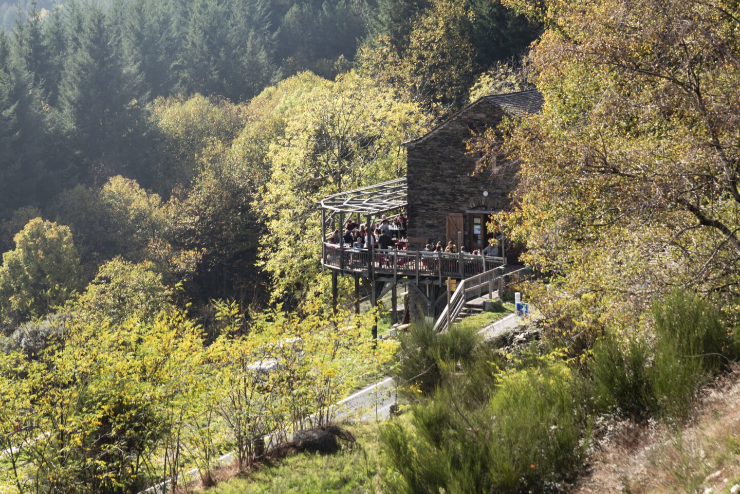 JOURNÉE DU CHÂTAIGNIER route des crêtes Ventalon en Cévennes