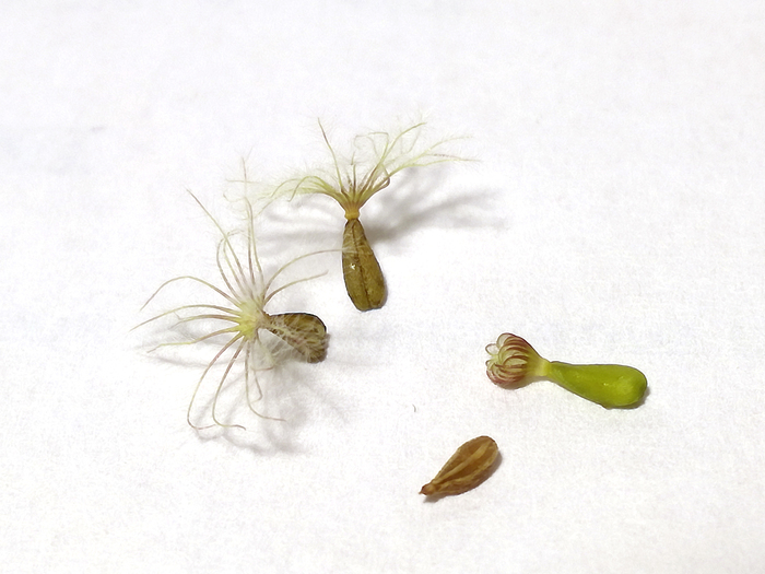 Journées européennes du patrimoine : découvrez les graines d&rsquo;aventurières ! (43), Jardins du Conservatoire botanique national du Massif central, Chavaniac-Lafayette