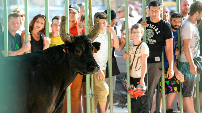 Journées taurines, Salindres, Salindres