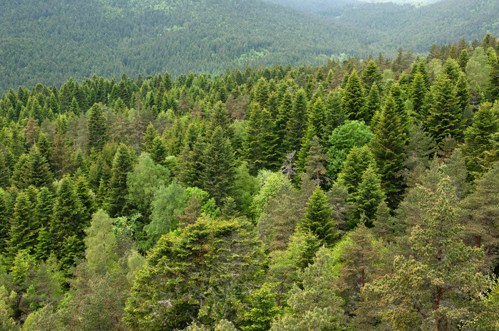 La biodiversité casadéenne à travers l&rsquo;Histoire (Allègre, 43), Espace culturel association La Coccinelle, Allègre