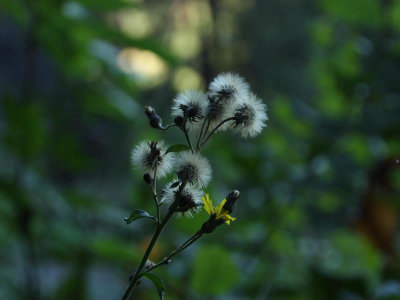 La biodiversité richesse de nos jardins  Villé