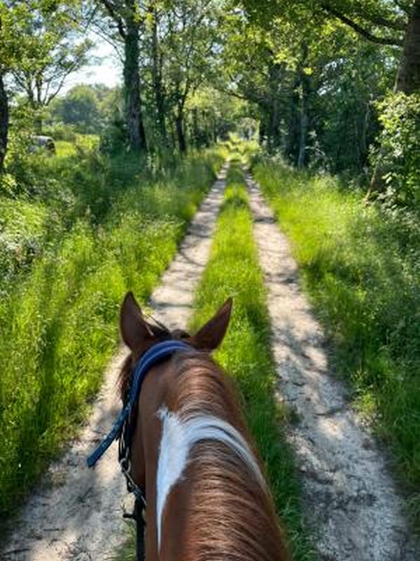 La Brenne à cheval Grand tour des étangs de la Brenne en 3 jours par la Route d&rsquo;Artagnan Rosnay Indre