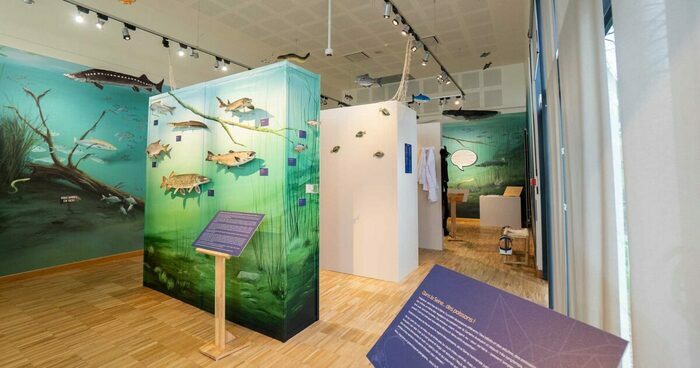 « La classe, l’œuvre ! » Les poissons de la Seine vus par les élèves de Caux Seine agglo, MuséoSeine, le musée de la Seine normande, Rives-en-Seine