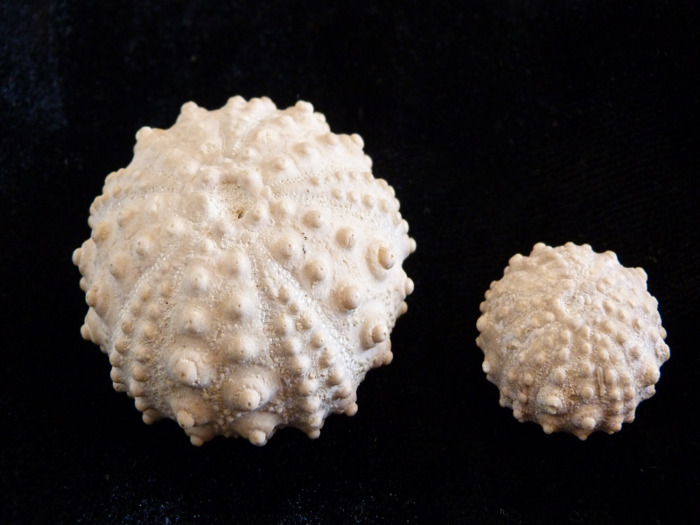 La falaise des Confessionnaux OT - Maison de la Baleine Luc-sur-Mer