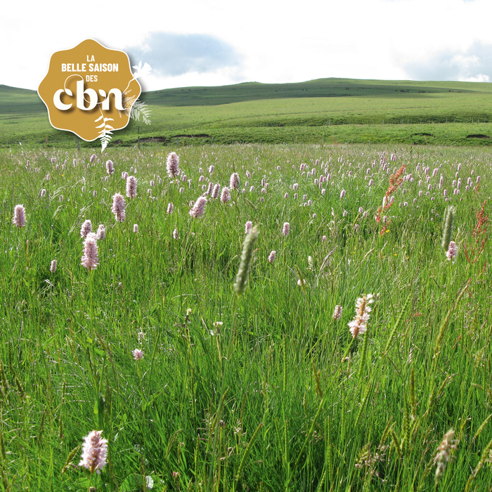 La flore des prairies – Cantal, Allanche, Allanche