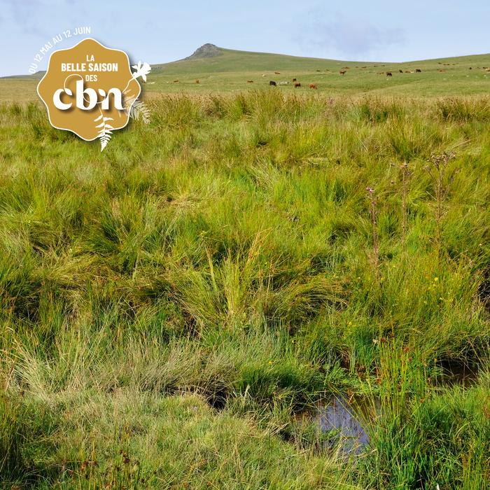 La flore du Limon – Cantal, Cheylade, Cheylade