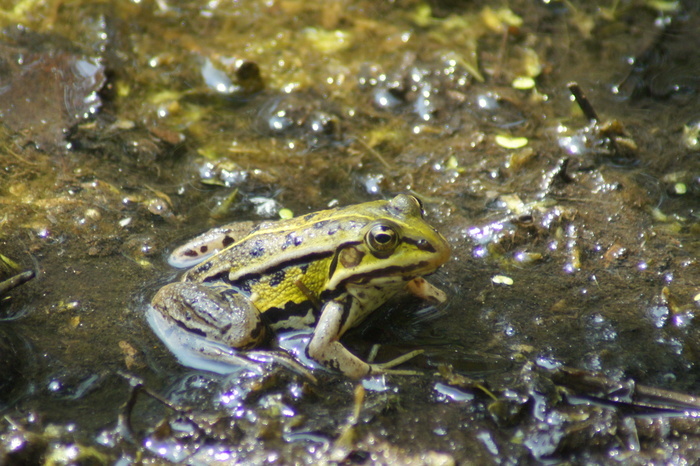 La mare, Verger, Grande-Synthe