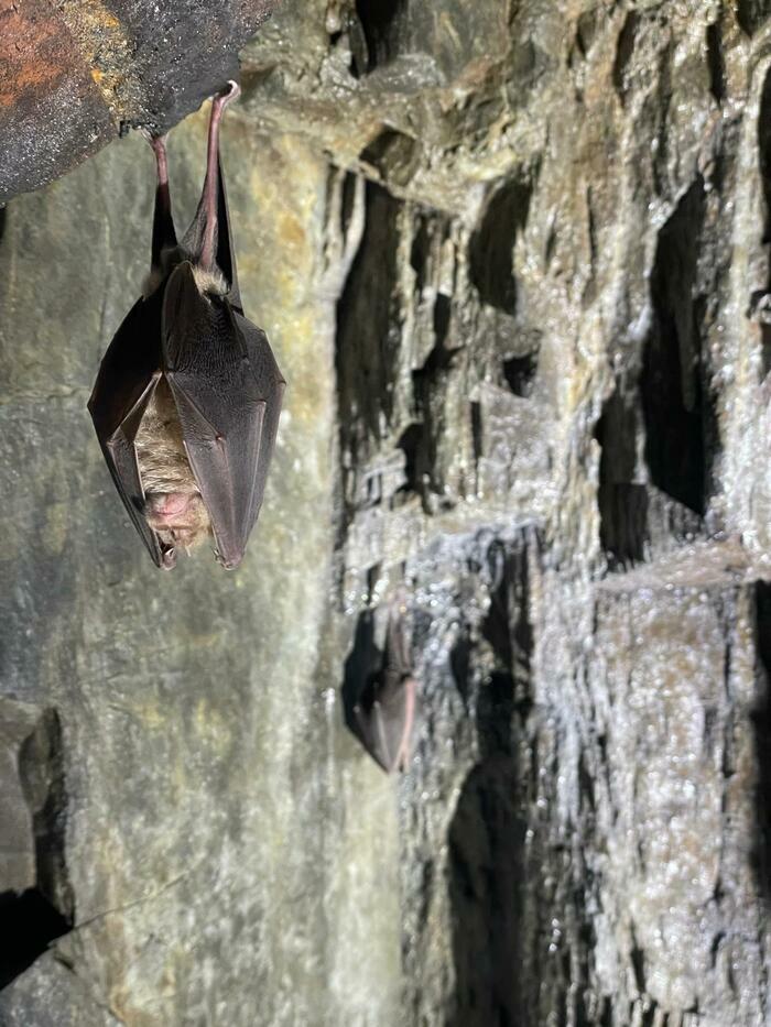 La nuit de la chauve-souris Parking de la Maison de la Rivière et du Paysage Athis-Val-de-Rouvre