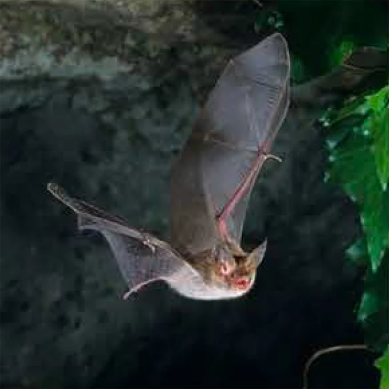 La Nuit Internationale de la chauve-souris  Neuvy-Deux-Clochers