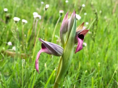 La prairie aux mille Sérapias langue  Rosnay