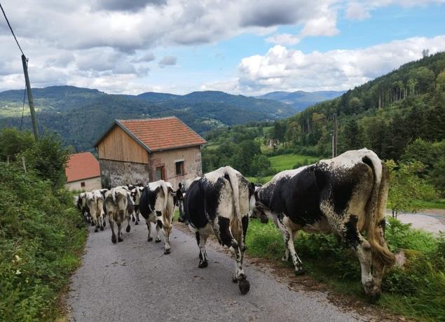 La transhumance de la Ferme Au Petit Gravier  Saulxures-sur-Moselotte