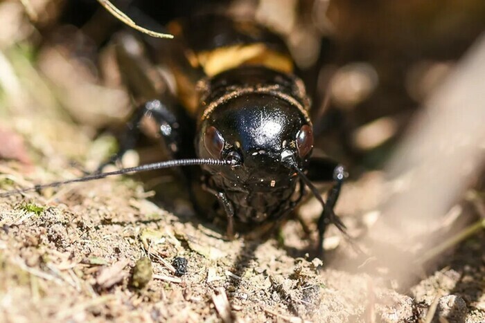 La vie secrète des sols Parking du bois d'Athis de l'Orne