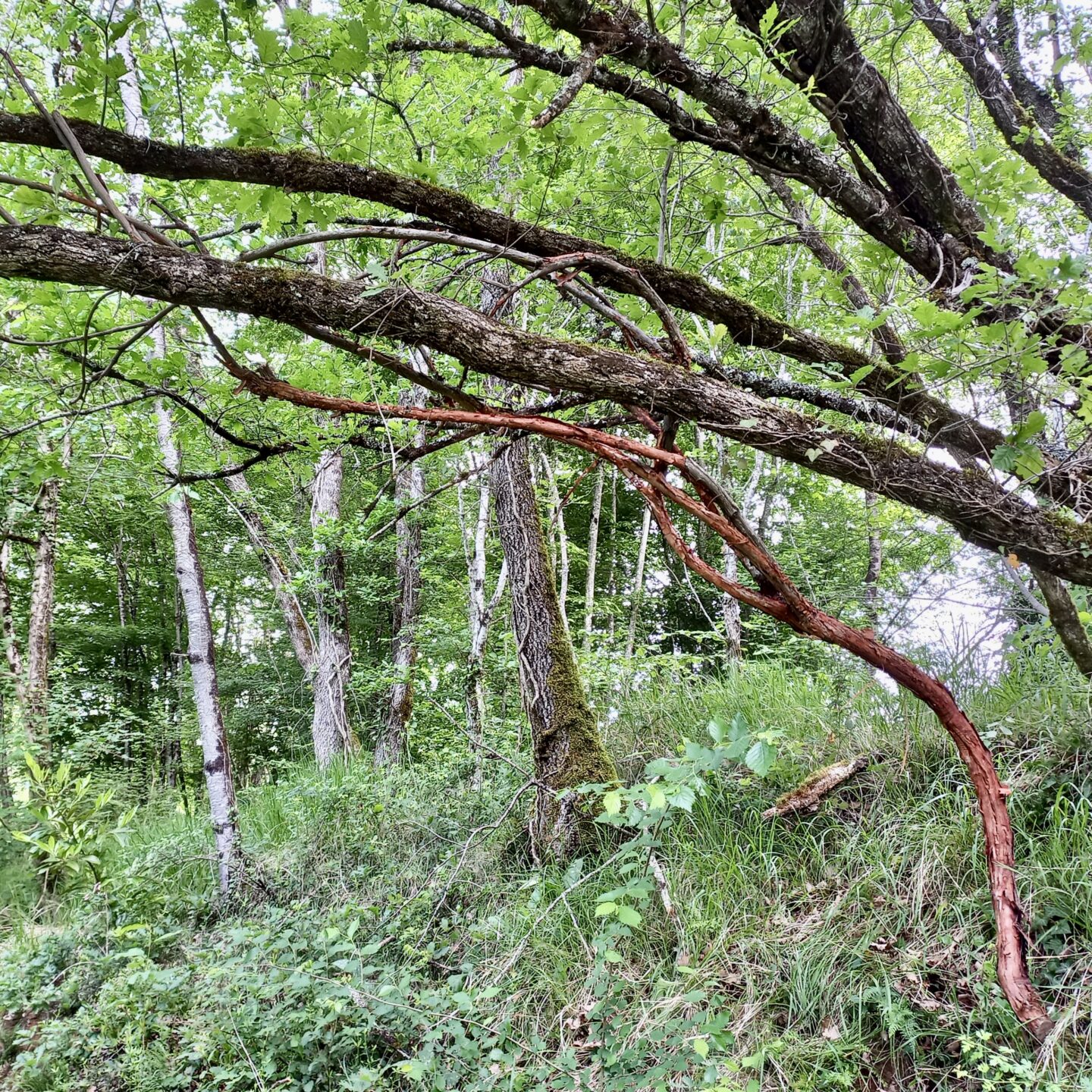L'art dans la Nature