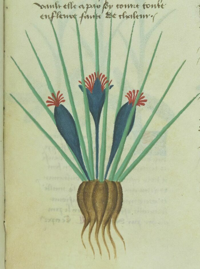 Le jardin à Lyon au Moyen Âge Jardin Bron